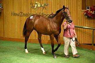 Lot 1132 Super Easy x Astrogal. Photo: Trish Dunell.